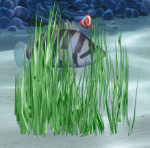 Waterplant11
