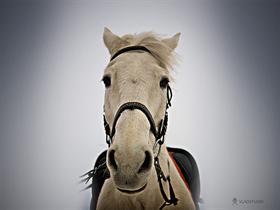 White Horse
