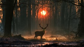 The Forest Keeper