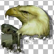 Weeping Eagle