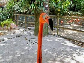 Flamingo (Very Close)