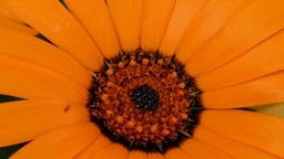 FlowerTimelapse