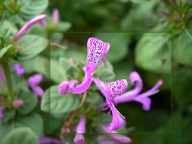 Violet
