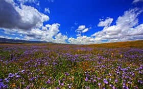 Wildflowers V