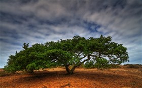 Coast Live Oak