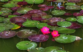 LilyPads