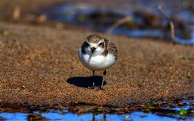 Snowy Plover
