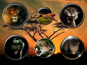 Big Cats