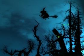 Woods at Night WS