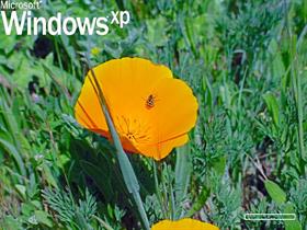 WinXp Flower Boot