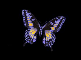 Blacklight Butterfly 02