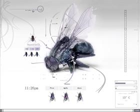 Flys