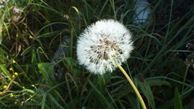 PusteBlume