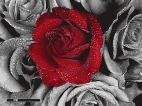 one red rose