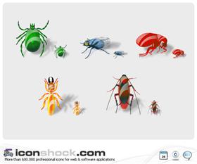 Insects