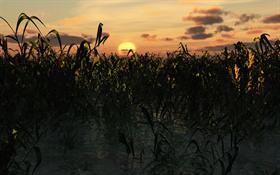 Marsh