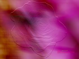 Windows Pink