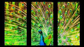 Peacock3
