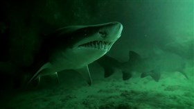 Scary_Sharks