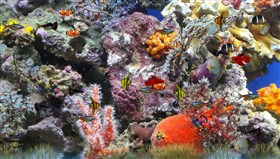 Tropical_Aquarium