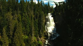 Pine_Forest_Cascades