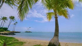 Tropical_Hawaii_Palm_Beach