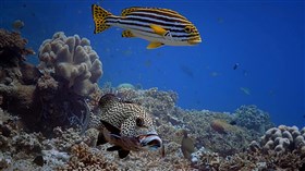 Spotted_Sweetlips_Reef_Fish