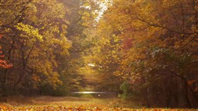 Looking_At_Fall