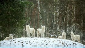 White_Wolfs