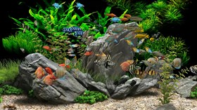 Aquarium_Overstock.Fish