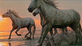 Horse_N_Around
