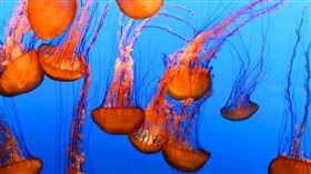 Pacific sea nettle