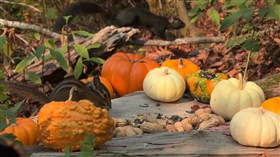 Wildlife Shared Thanksgiving Feast