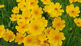 Yellow_Beauties