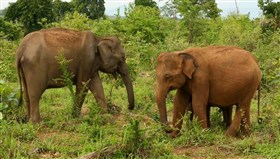 Elephants_Three