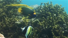 Fish_Buddies