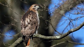 Red Tail Hawk