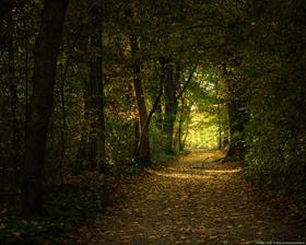 Autumn walk