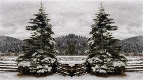 Snow Trees