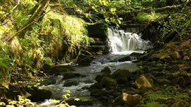 Forest Waterfall