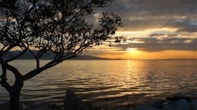 Sunset Tree