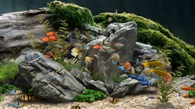 Rocky Aquarium