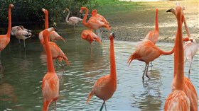 Flamingos