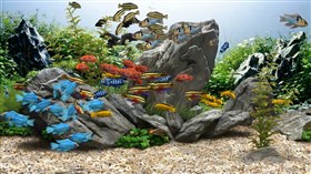 Aquarium Mix