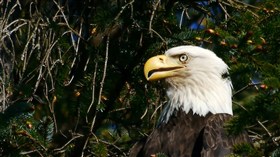 Eagle Eyes