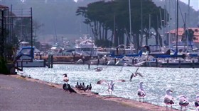Dock Birds