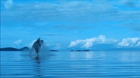 Whale Diving