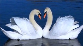 Swan Song