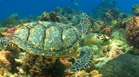 Sea Turtle in HD