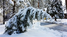 Droopy Christmas Tree